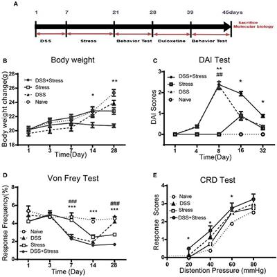 Loss of Microglia and Impaired Brain-Neurotrophic Factor Signaling Pathway in a Comorbid Model of Chronic Pain and Depression